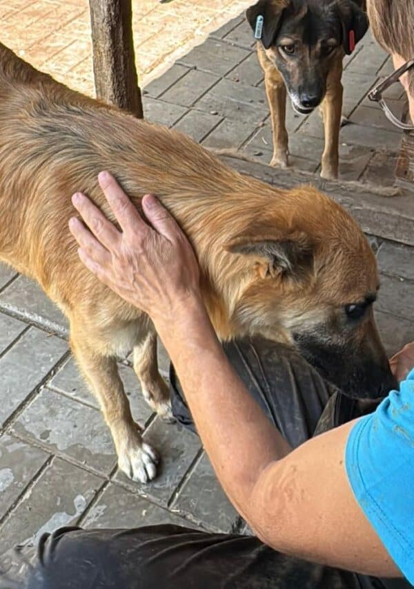 WILLIE (♂) – Bild 3