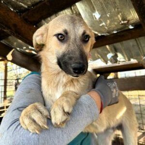 JACOB (♂) - auf PS im PLZ Bereich 92 - vermittelt