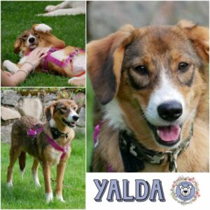 YALDA (♀) in 21493 Möhnsen - vermittelt