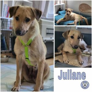 Juliane (♀) in 12527 Berlin - vermittelt