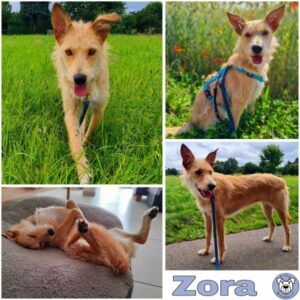 Zora (♀) in 64846 Groß-Zimmern - vermittelt