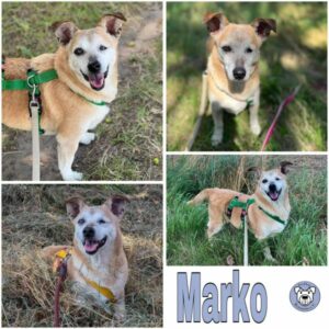 Marko (♂) in 18311 Ribnitz Damgarten - vermittelt