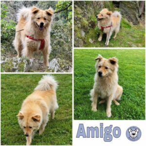 Amigo (♂) in 07349 Lehesten - vermittelt