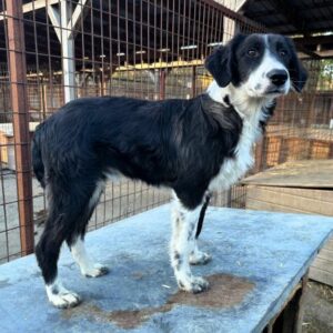 ABRAXAS (♂) - reserviert Tierhilfe Lebenswert DR - vermittelt 08.11.24