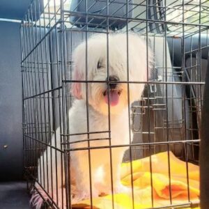 FLÖCKCHEN (♀) -  auf  PS im PLZ Bereich 92 - vermittelt