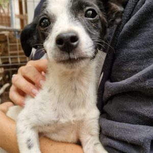 SKEI (♀) - ausgereist zur Tierhilfe Lebenswert