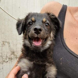 WHOPPI (♀) - ausgereist zur Tierhilfe Lebenswert