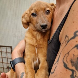 CYNTHIA (♀) - auf PS im PLZ Bereich 21 - vermittelt