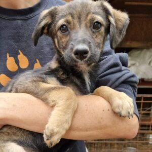 LEYLA (♀) - ausgereist zur Tierhilfe Lebenswert