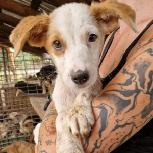 MIELO (♂) - vermittelt JW