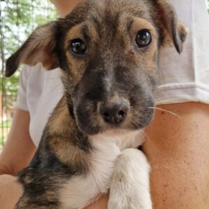 HETTIE (♀)  - ausgereist zur SHR e.V.