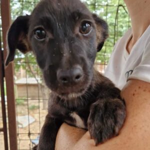 MUCK (♂)  - auf PS im PLZ Bereich 42 - vermittelt