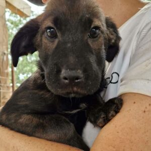 DEEKS (♂)  - ausgereist zur SHR e.V.