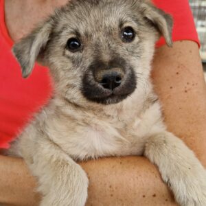 SCARLETT (♀) - auf PS im PLZ Bereich 85 - vermittelt