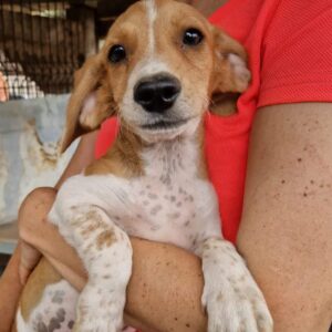 JAVAS (♂) - vermittelt JW