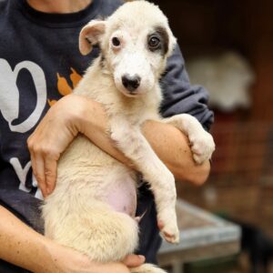 JASCHI (♂) - ausgereist zur Tierhilfe Lebenswert