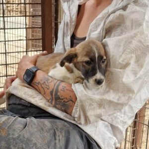 KASPAR (♂)  - ausgereist zur SHR e.V.