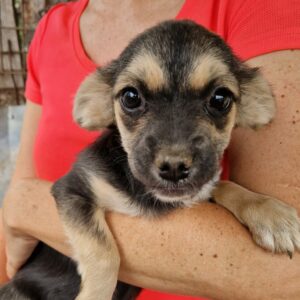 JANERA (♀)- auf PS im PLZ Bereich 16 - vermittelt