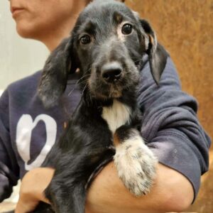 ENISA (♀) - auf PS im PLZ Bereich 88 *ausgereist* - vermittelt