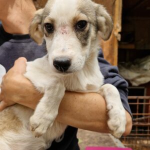 SUNNY (♀) - ausgereist zur Tierhilfe Lebenswert