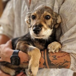 FUSSEL (♂) - ausgereist zu Vierbeiner in Not