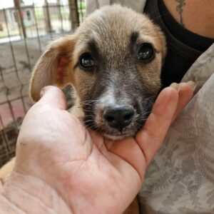 EVCHEN (♀) - ausgereist zur SHR e.V.