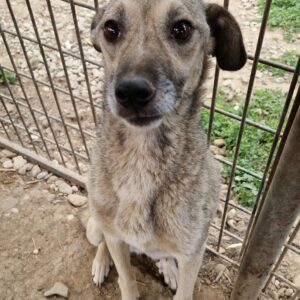 LALUNA (♀) - Notfall in Rumänien - jetzt auf PS im PLZ Bereich 76 - vermittelt