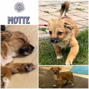 MOTTE (♀) in 95466 Weidenberg - vermittelt