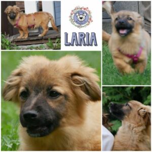 LARIA (♀) in 21493 Möhnsen - vermittelt