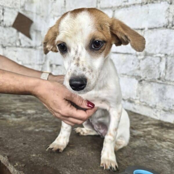 BABE (♀) - reserviert Tierhilfe Lebenswert DR - vermittelt