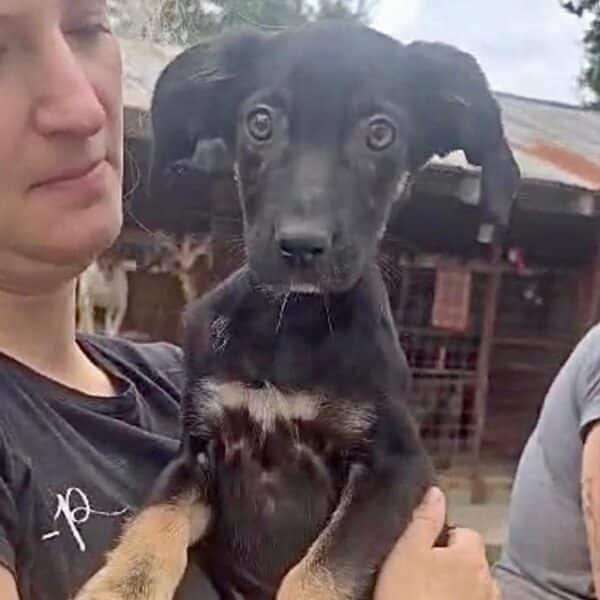 DOLLIE (♀) - ausgereist zur Tierhilfe Lebenswert DR 06.12.2024