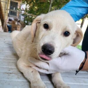 TALITO (♂) - auf PS im PLZ Bereich 42 - vermittelt