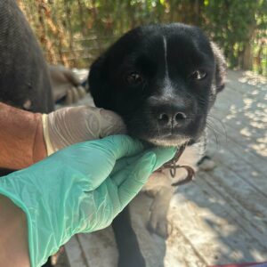 BELLE(♀) - auf PS im PLZ Bereich 18 - vermittelt