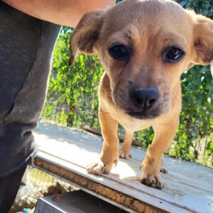 CILLA (♀)- vermittelt JW