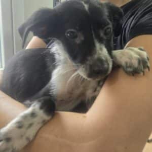 LIJAN (♂) - ausgereist zur Tierhilfe Lebenswert