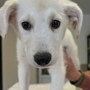 SMILE (♂) - vermittelt MD