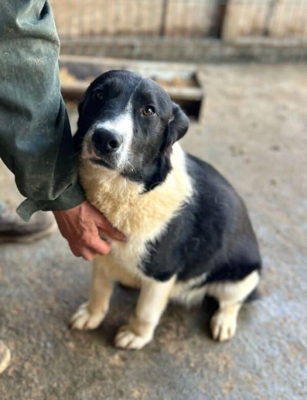 NAARO (♂) - geht im Kennel völlig unter – Bild 3