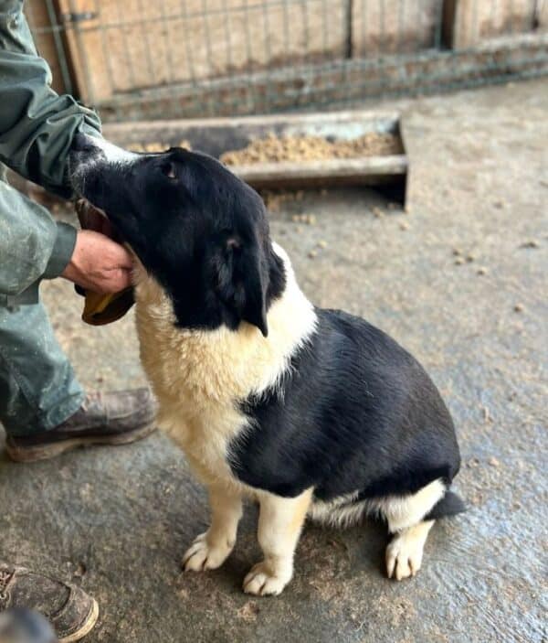 NAARO (♂) - geht im Kennel völlig unter – Bild 2