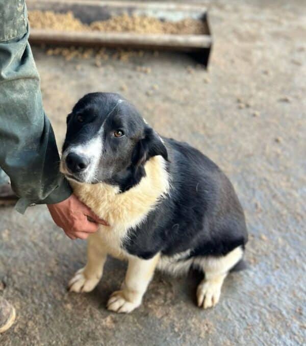 NAARO (♂) - geht im Kennel völlig unter – Bild 4
