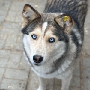 HANNA (♀) - ausgereist zum TH Filderstadt (AL)