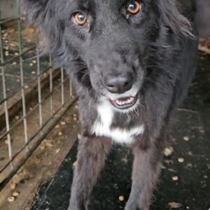 ANKI (♀) - ausgereist zur Tierhilfe Lebenswert DR 14.02.2025