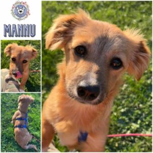 MANNU (♀) in 95466 Weidenberg - vermittelt