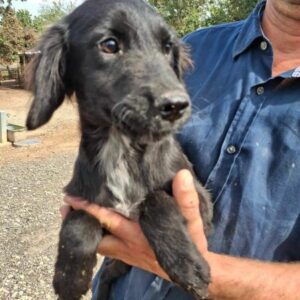 MERLE (♀) - ausgereist zur Schäferhundrettung e.V.