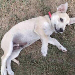 JAY (♂) - reserviert Tierhilfe Lebenswert DR - vermittelt 08.11.24