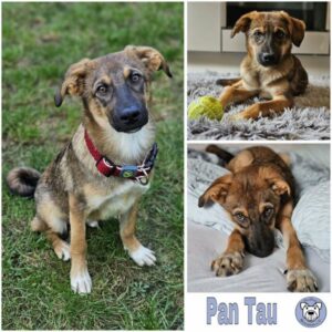 Pan Tau (♂) in 56637 Plaidt - vermittelt