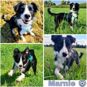 Marnie (♀) in 64846 Groß-Zimmern -vermittelt