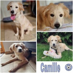 Camille (♀) in 74357 Bönnigheim - vermittelt