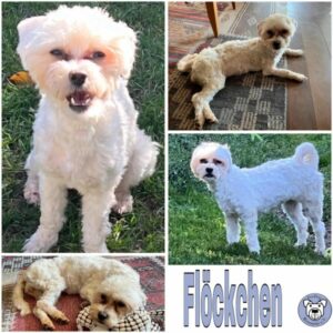 Flöckchen (♀) in 92637 Weiden - vermittelt