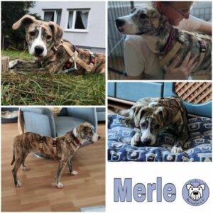 Merle (♀) 63773 Goldbach - vermittelt