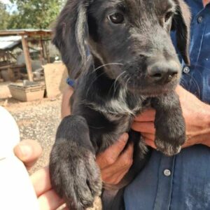 TIPTOE  (♂) - ausgereist zur Schäferhundrettung e.V.